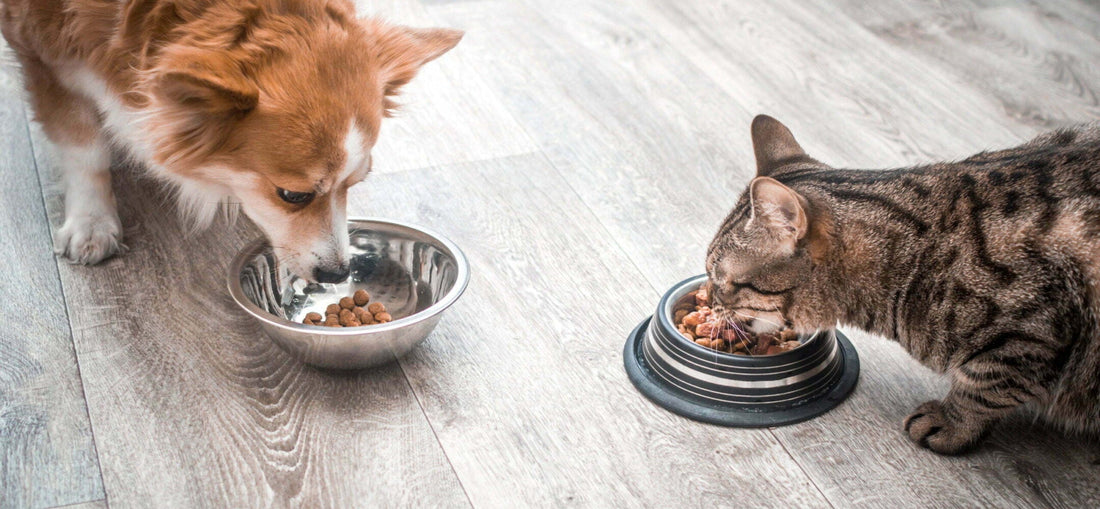 Essential Feeding Supplies Every Pet Owner Should Have | PawPal
