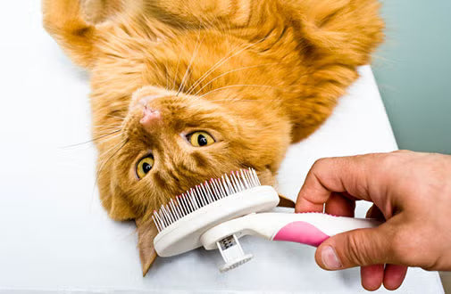 How to Groom Your Dog or Cat at Home | PawPal