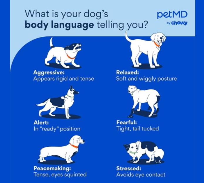 Understanding Your Pet’s Body Language | PawPal Pet Care